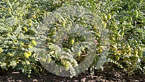 Yellow chick peas crop in the farm