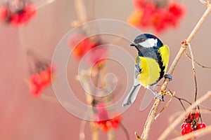 Yellow Chickadee on ashberry branch in winter