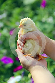 Yellow chicken in children`s hands. New life. Small bird