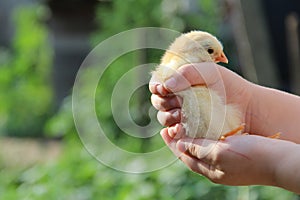 Yellow chicken in children`s hands. New life. Small bird