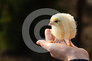 Yellow chicken in farmer& x27;s hand. Poultry farm.