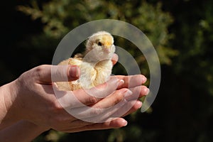 Yellow chicken in farmer& x27;s hand. Poultry farm.