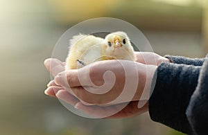 Yellow chicken in farmer& x27;s hand. Poultry farm.