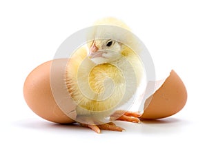 Yellow chicken hatching from egg