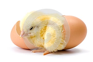 Yellow chicken hatching from egg