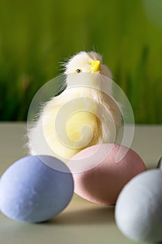 A yellow chicken next to colored Easter eggs against a background of green grass