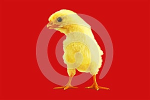 Yellow chicken on a red