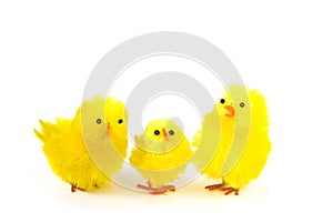 Yellow chicken on white background