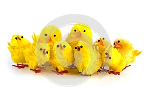 Yellow chicken on white background