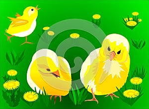 Yellow chickens