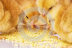 Little newborn chickens. Yellow chickens eat millet