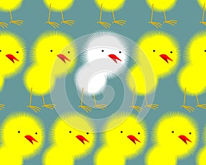 Yellow Chickens stand in a row and among them one white chick. N