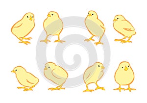 Yellow chickens vector set. Hand drawn happy Easter day chick characters. Animal isolated on white background