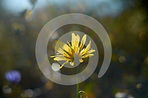 Yellow chickory flower on sunlight