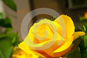 Yellow china rose rosa chinensis jacq