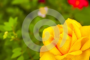 Yellow china rose rosa chinensis jacq dewdrop