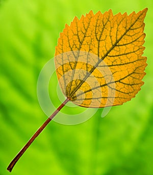 Yellow china rose tree leaves.