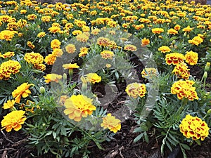 Yellow Chinese carnations background. Aerial view of yellow flowers. Urban garden. Gardening and sustainable agriculture