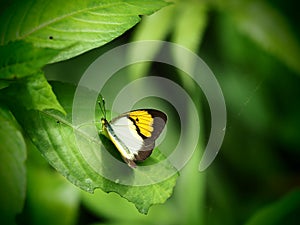 Yellow and chocolatebrown pattern wing with antenna Butterfly