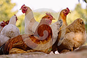 Yellow chooks