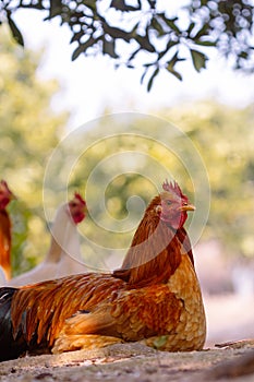 Yellow chooks