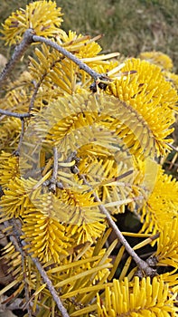 Yellow christmas tree