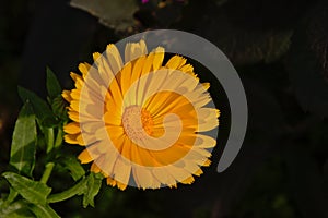 Yellow chrysant flower - Chrysanthemum