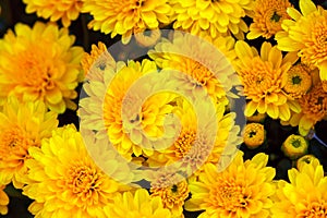 Yellow chrysanthemum