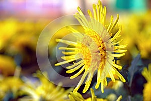 Yellow chrysanthemum