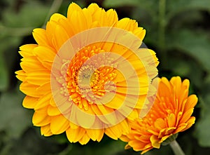 Yellow Chrysanthemum