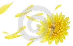 Yellow chrysanthemum