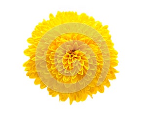 Yellow chrysanthemum