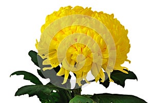 Yellow chrysanthemum