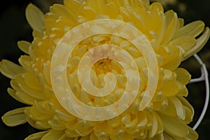 A yellow Chrysanthemum