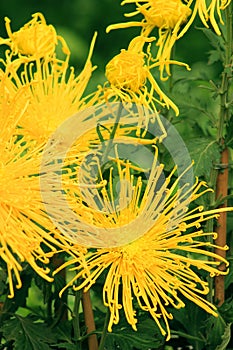 Yellow chrysanthemum