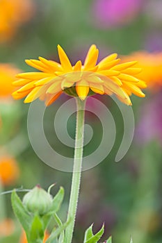 Yellow chrysanthemum