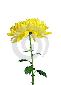 Yellow chrysanthemum