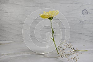 Yellow chrysanthemum autumn romance blossoming a glass vase bouquet floral