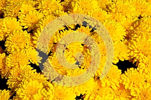 Yellow Chrysanthemum Background