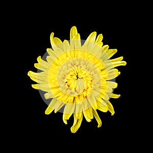 Yellow chrysanthemum on a black background