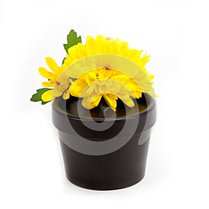 Yellow chrysanthemum on black plastic jar