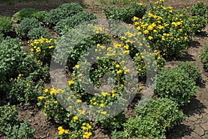 Yellow Chrysanthemum in bloom in the garden