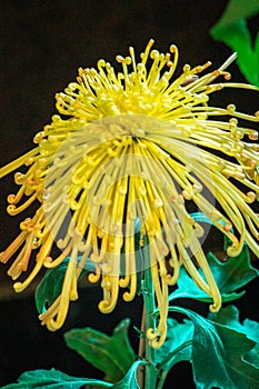 Yellow chrysanthemum in bloom in the tropical gardens at the Frederik Meijer Gardens