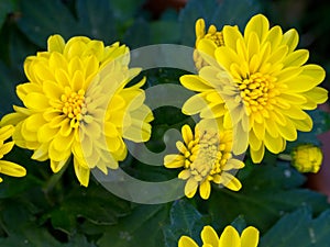 Yellow Chrysanthemum Daisy Close-up Shot