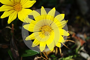 Yellow chrysanthemum flower