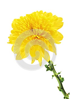 Yellow Chrysanthemum Flower