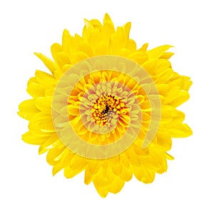 Yellow Chrysanthemum Flower