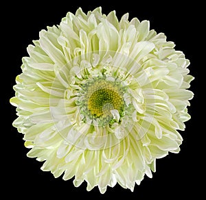 Yellow chrysanthemum flower on black isolated background with clipping path.
