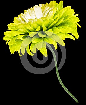 Yellow   chrysanthemum flower  on  black  isolated background with clipping path. Closeup. Flower on a green stem