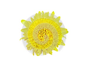 Yellow chrysanthemum flower blooming isolated on white background,clipping path